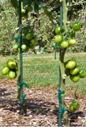 drying out soil between waterings, will help control your fungus gnats infestation