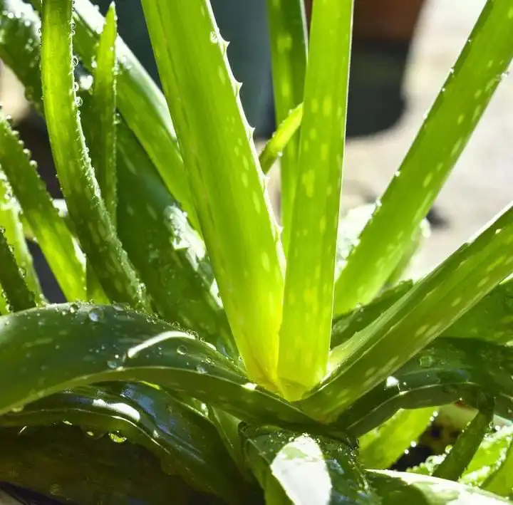 How to grow aloe vera plant