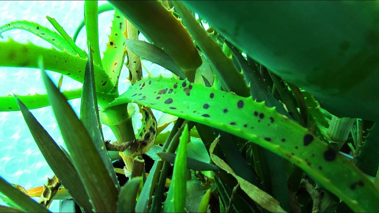 Black spots on aloe vera leaves