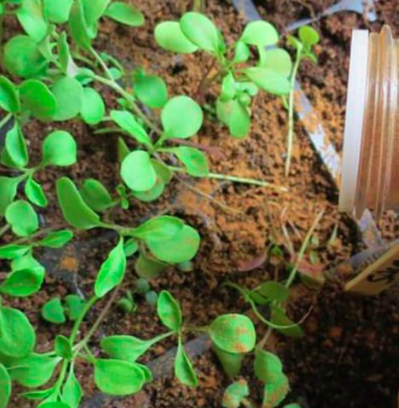 Benefits of cinnamon powder on your plant to avoid fungus gnats