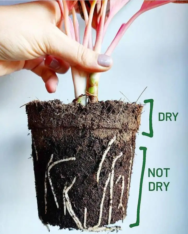 drying out soil between waterings, will help control your fungus gnats infestation