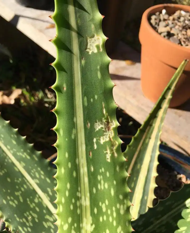 Edema spots on aloe vera leaves