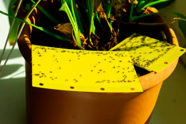 How to recognize fungus gnats and kill it