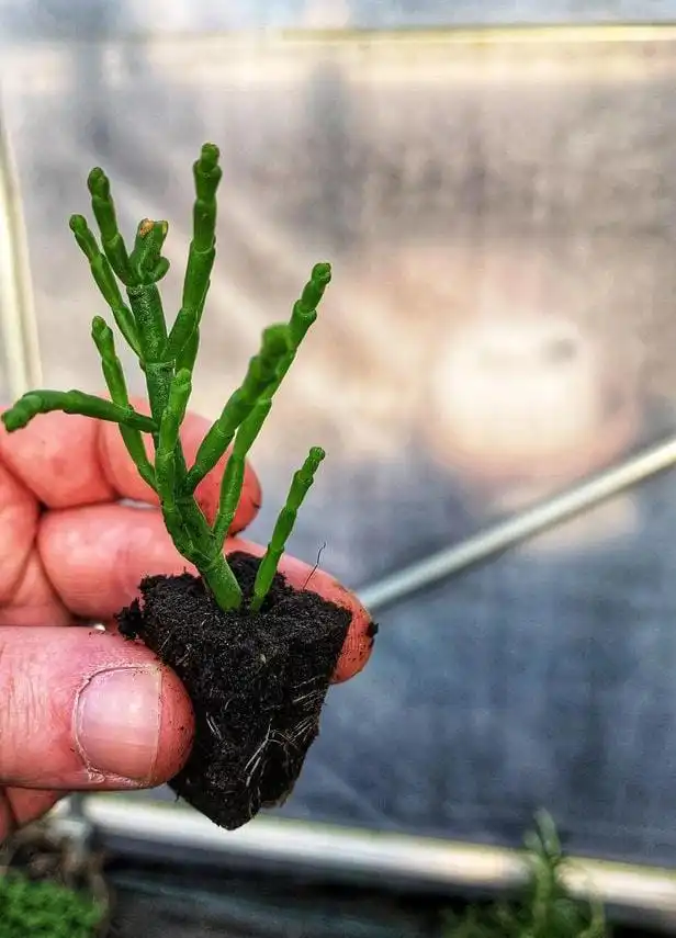 Grow samphire from cuttings