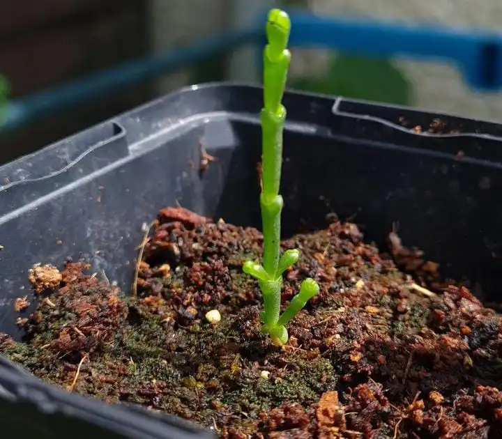 grow samphire plant in soil