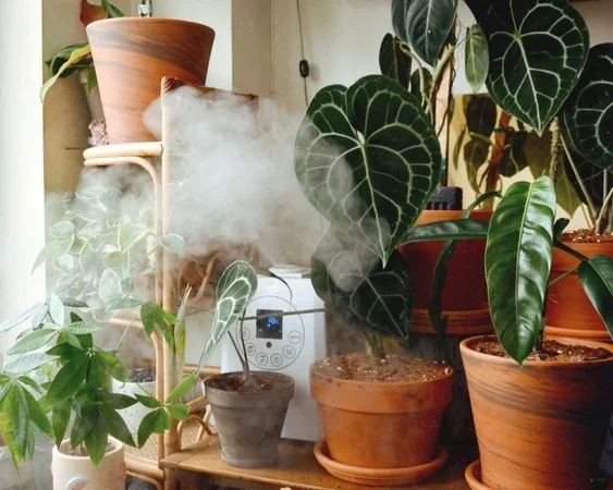 How to give house plants humidity