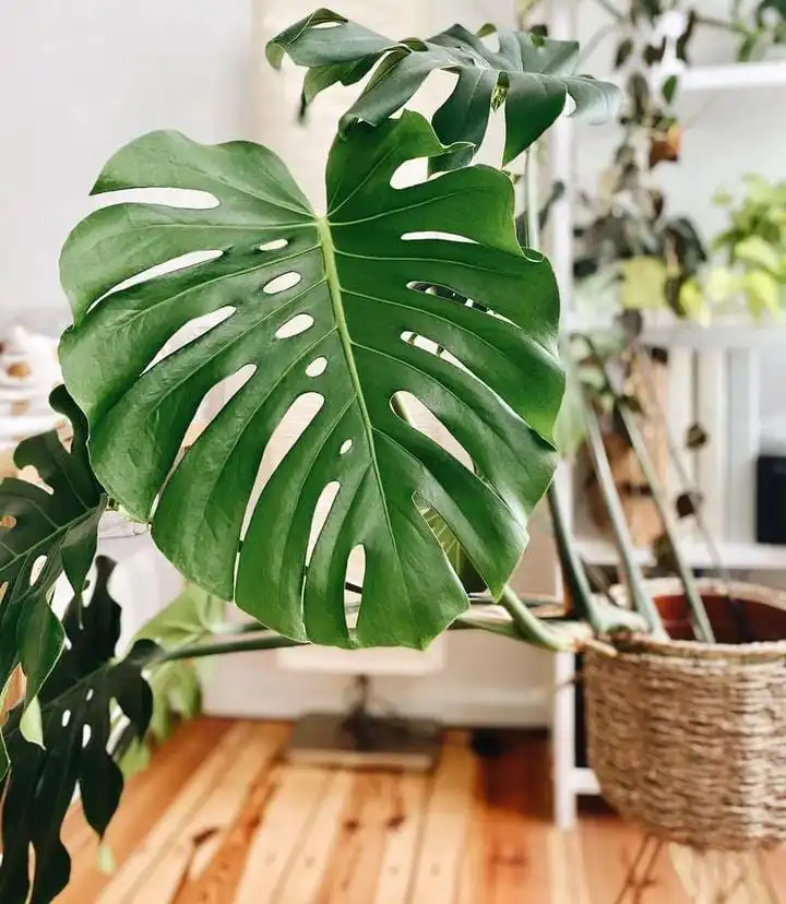 Monstera Deliciosa