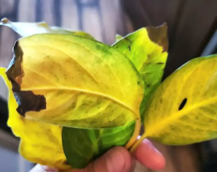 Overwatered plant can cause yellowing in leaves