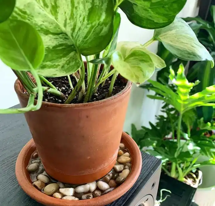 a pebble tray provides humidity for houseplants