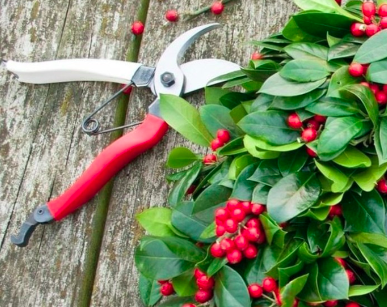 Proper pruning is vital to the health of trees and plants