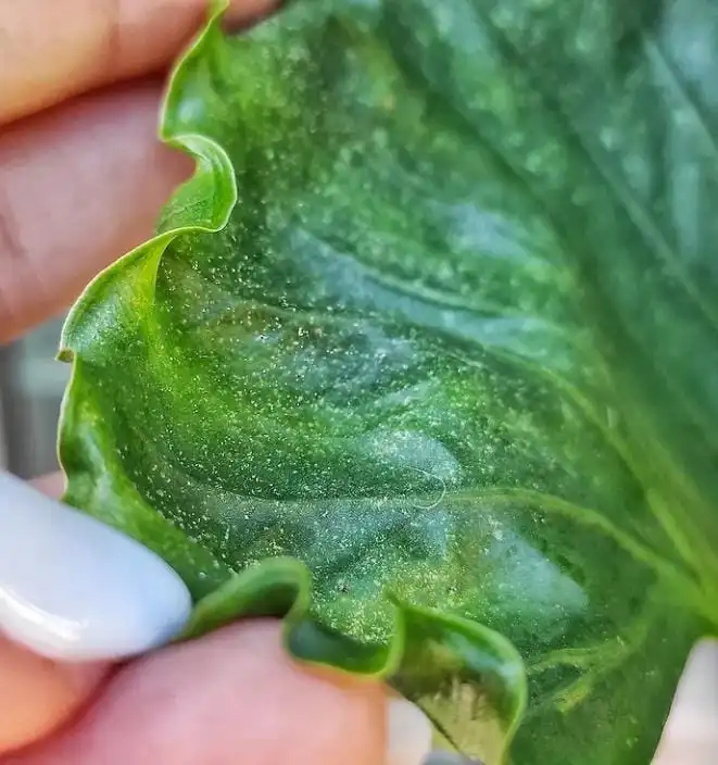 Curling leaves due to spider mites or mealy bugs or scales infestation