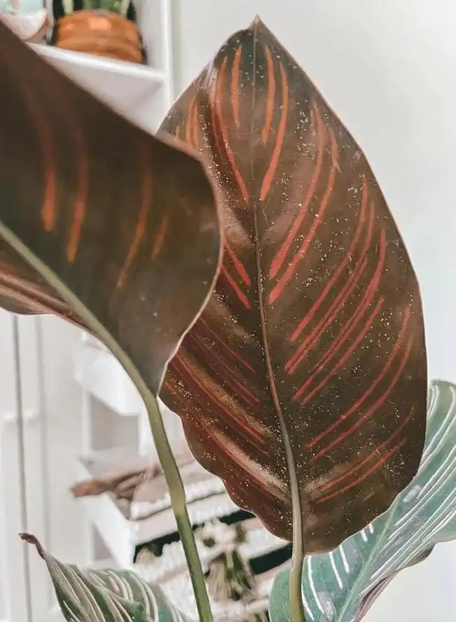 spot tiny specks of spider mites