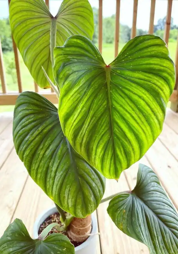 How to avoid spider mites in your plant