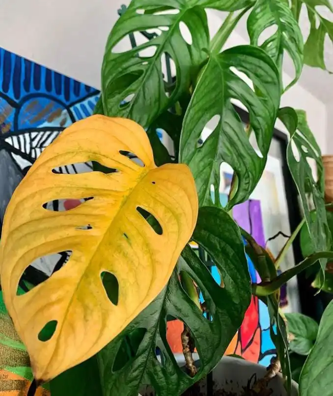 As most plants age, older leaves will die off, turning yellow