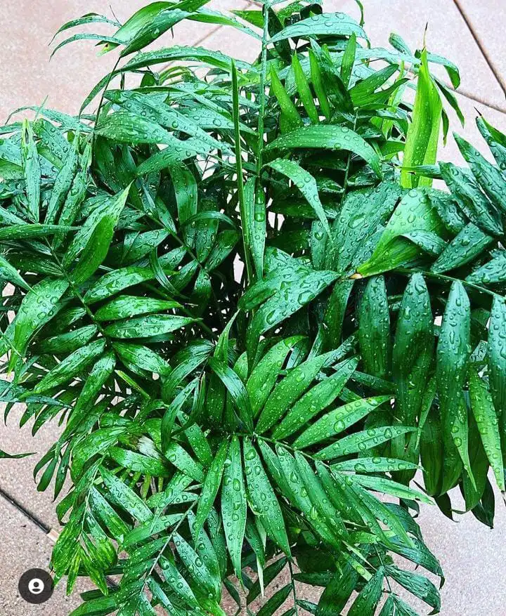 Tips to take care of Chamaedorea elegans