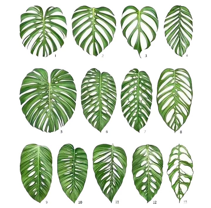 Monstera Varieties