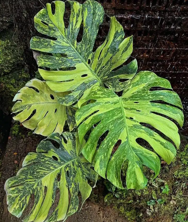 16 Rare Variegated Monstera Species 2024