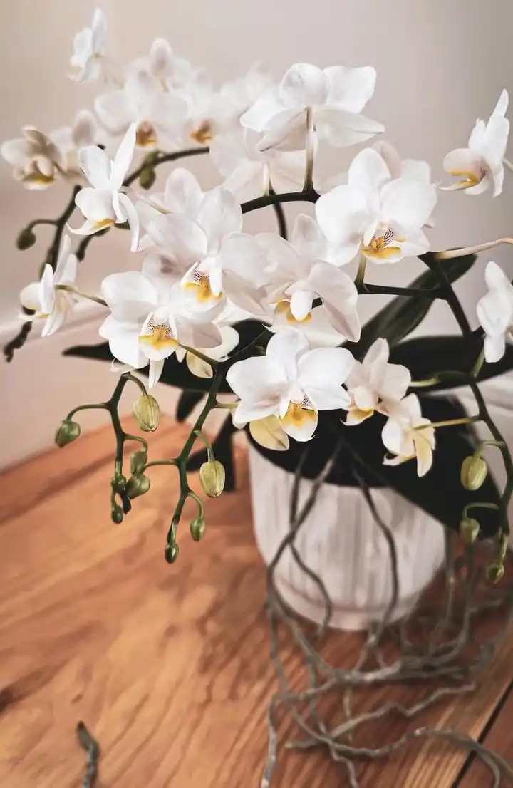 Grow Orchids in Semi-Hydroponics (LECA)