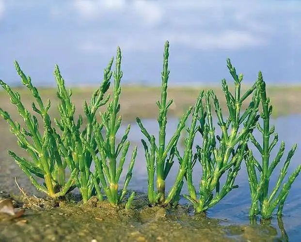 Grow samphire indoors